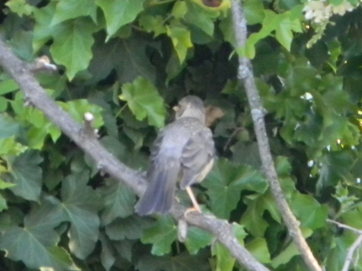 Austral Thrush - ML643595593