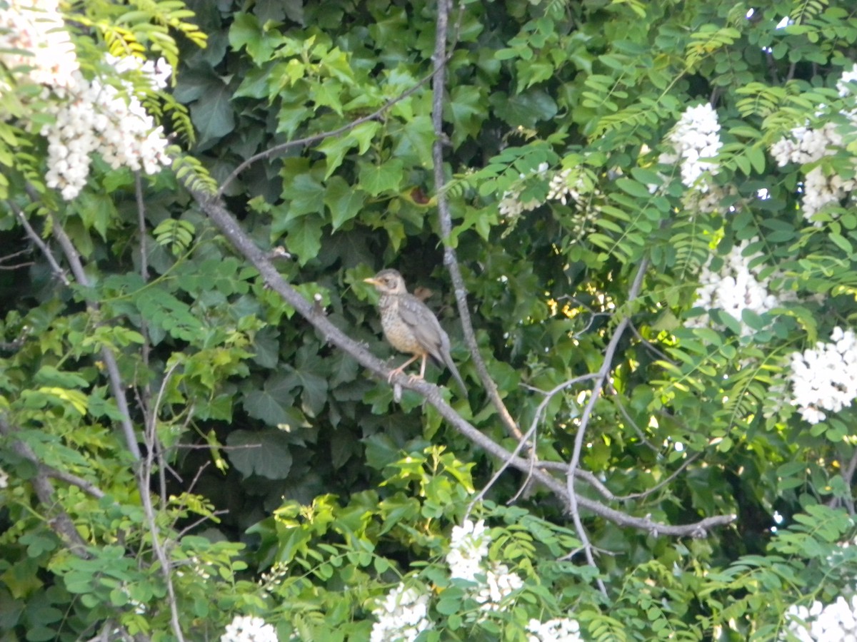 Austral Thrush - ML643595594