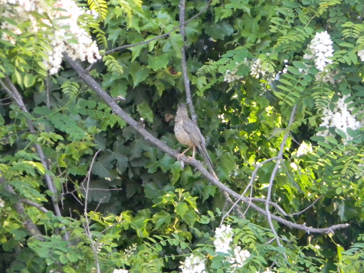 Austral Thrush - ML643595595