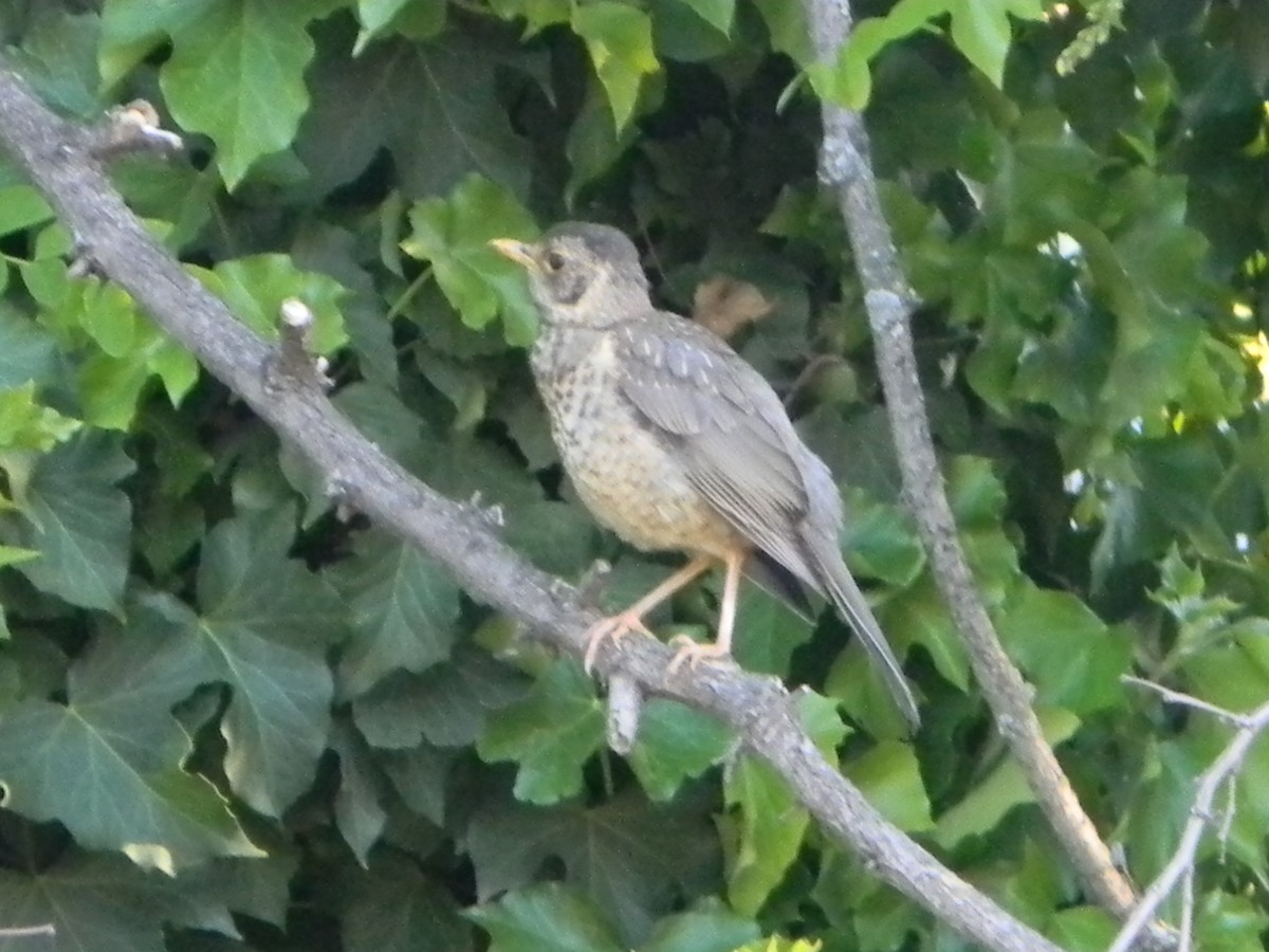 Austral Thrush - ML643595596