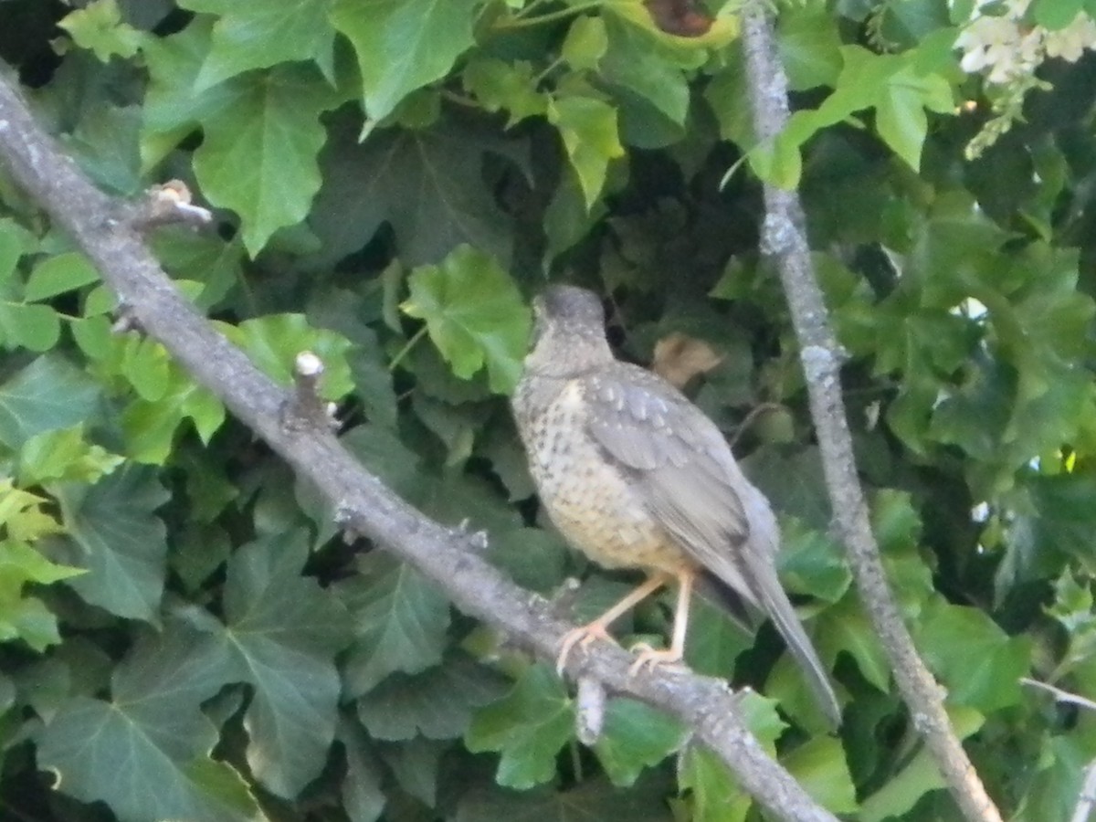Austral Thrush - ML643595599