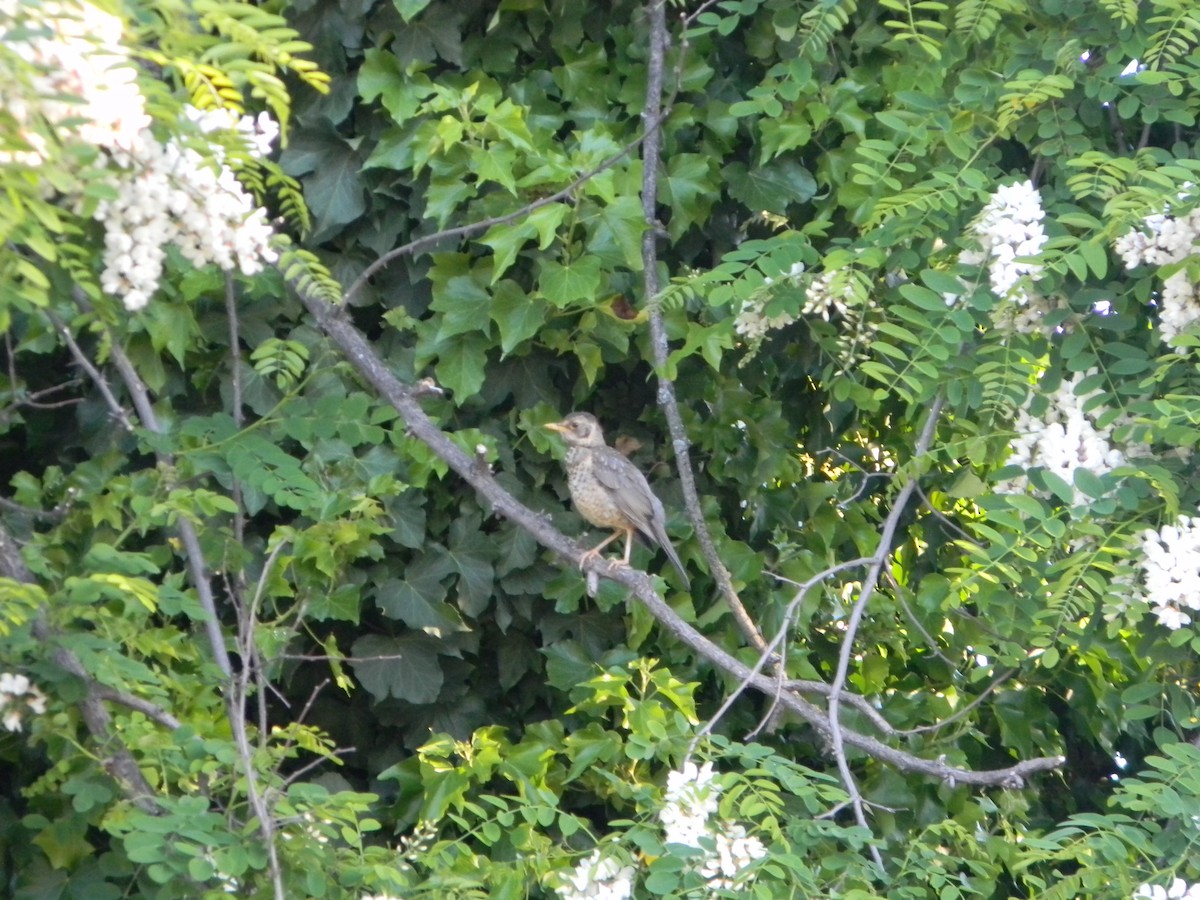 Austral Thrush - ML643595602