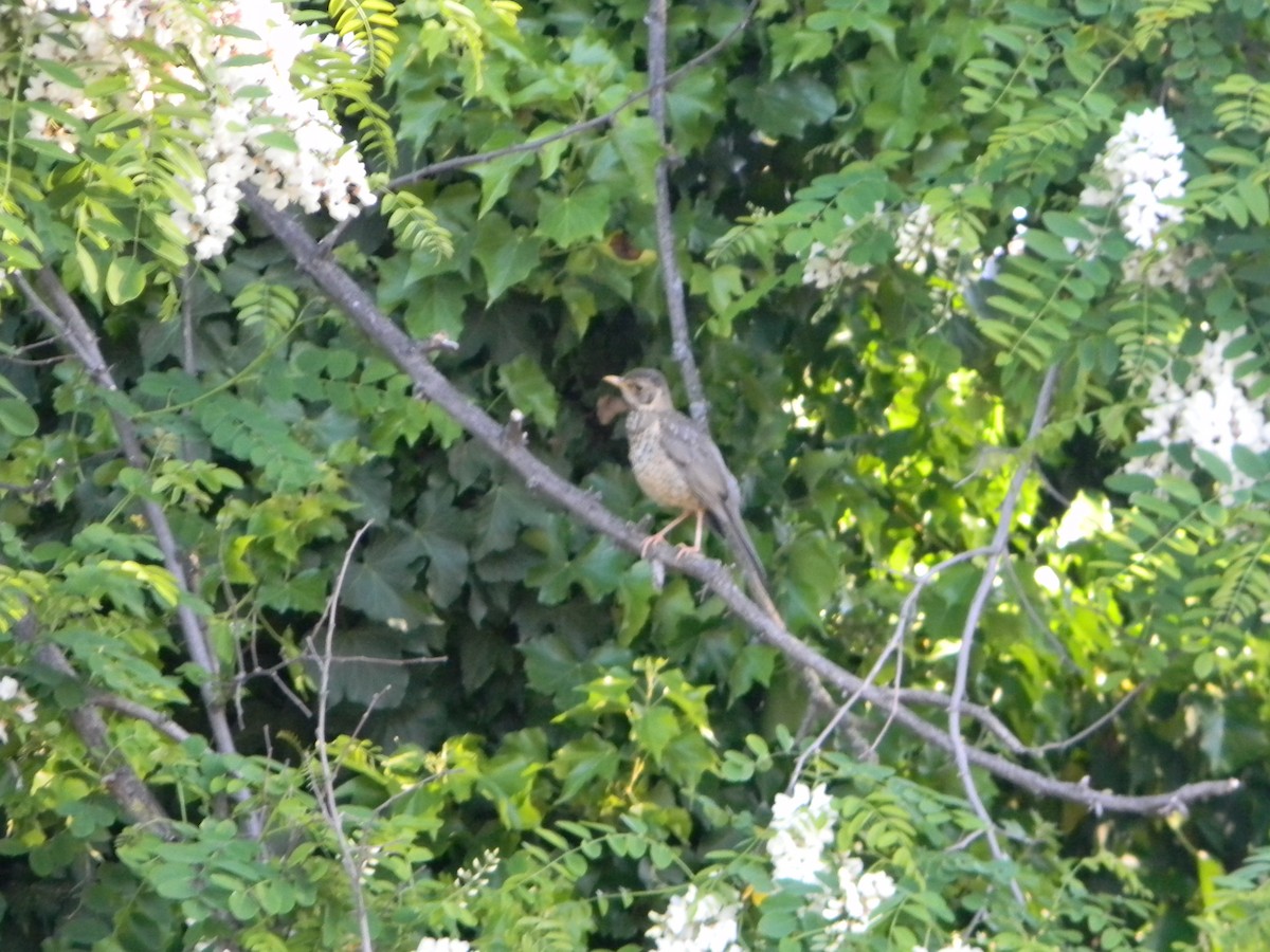 Austral Thrush - ML643595604