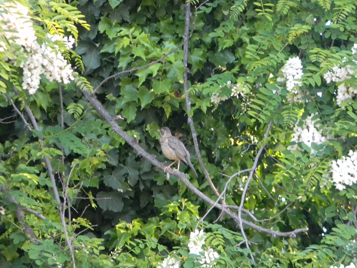 Austral Thrush - ML643595605