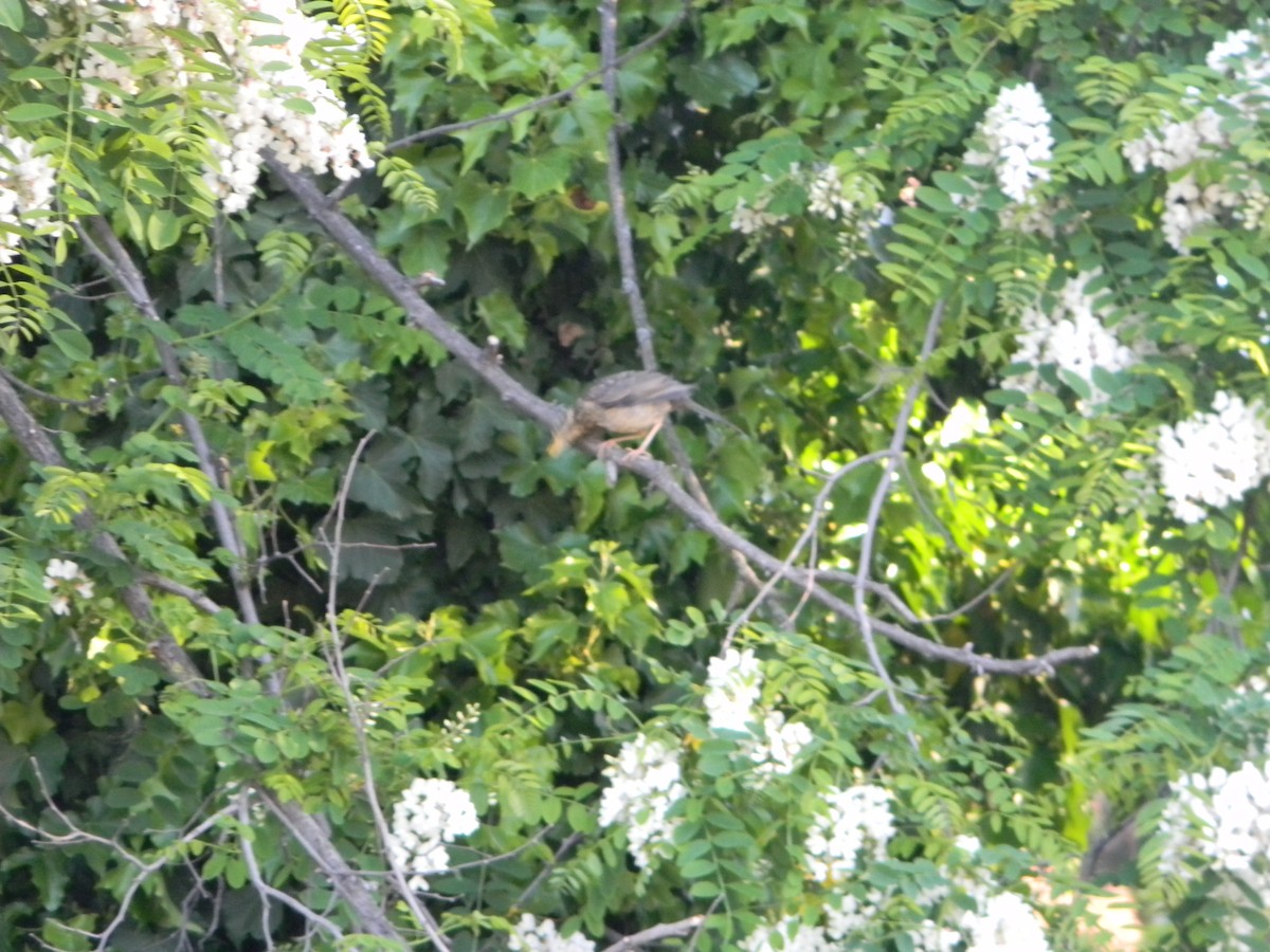 Austral Thrush - ML643595606