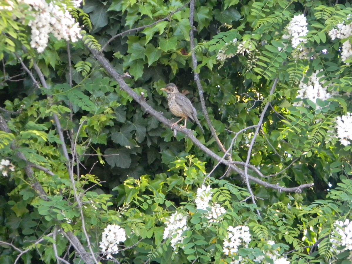 Austral Thrush - ML643595607