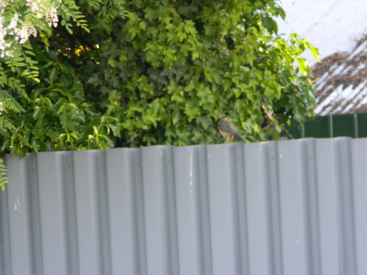 Austral Thrush - ML643595608