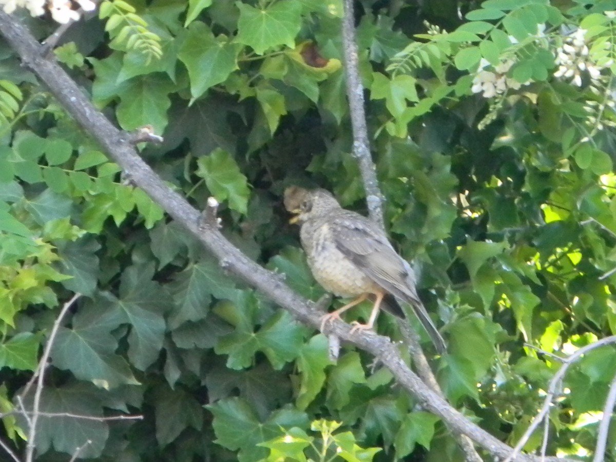 Austral Thrush - ML643595610