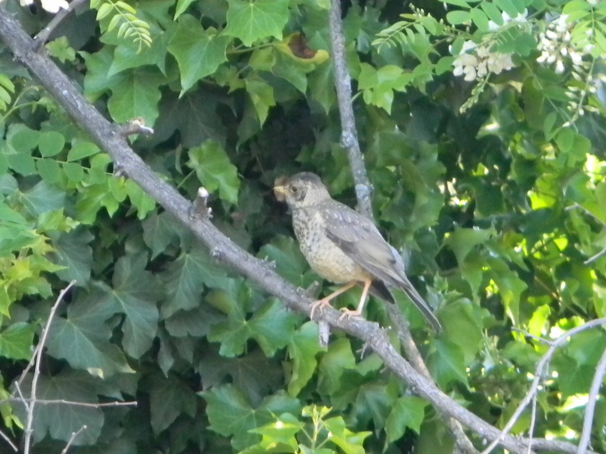 Austral Thrush - ML643595611