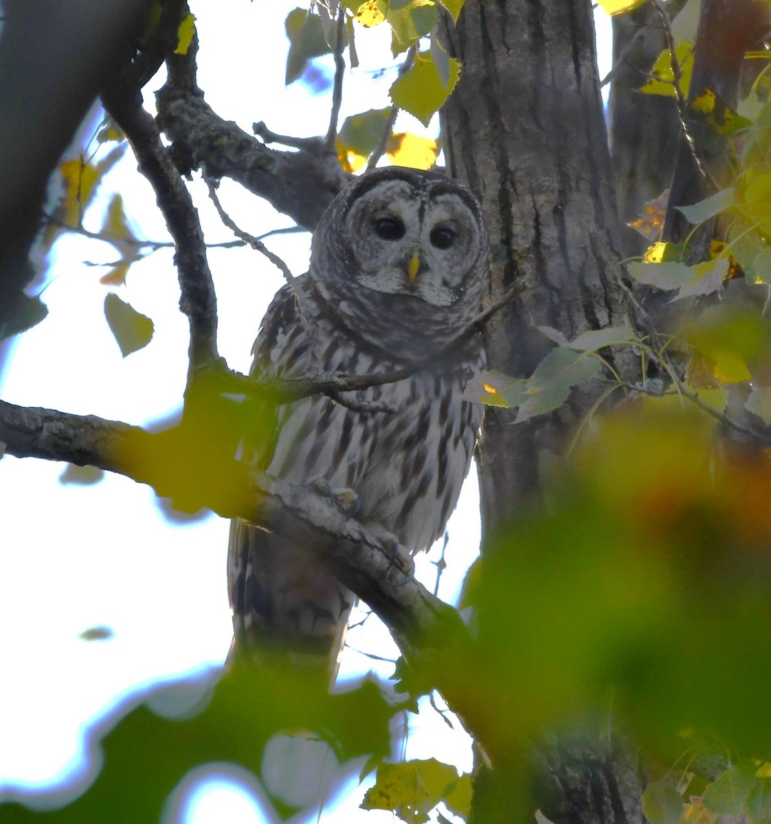 Barred Owl - ML643595619