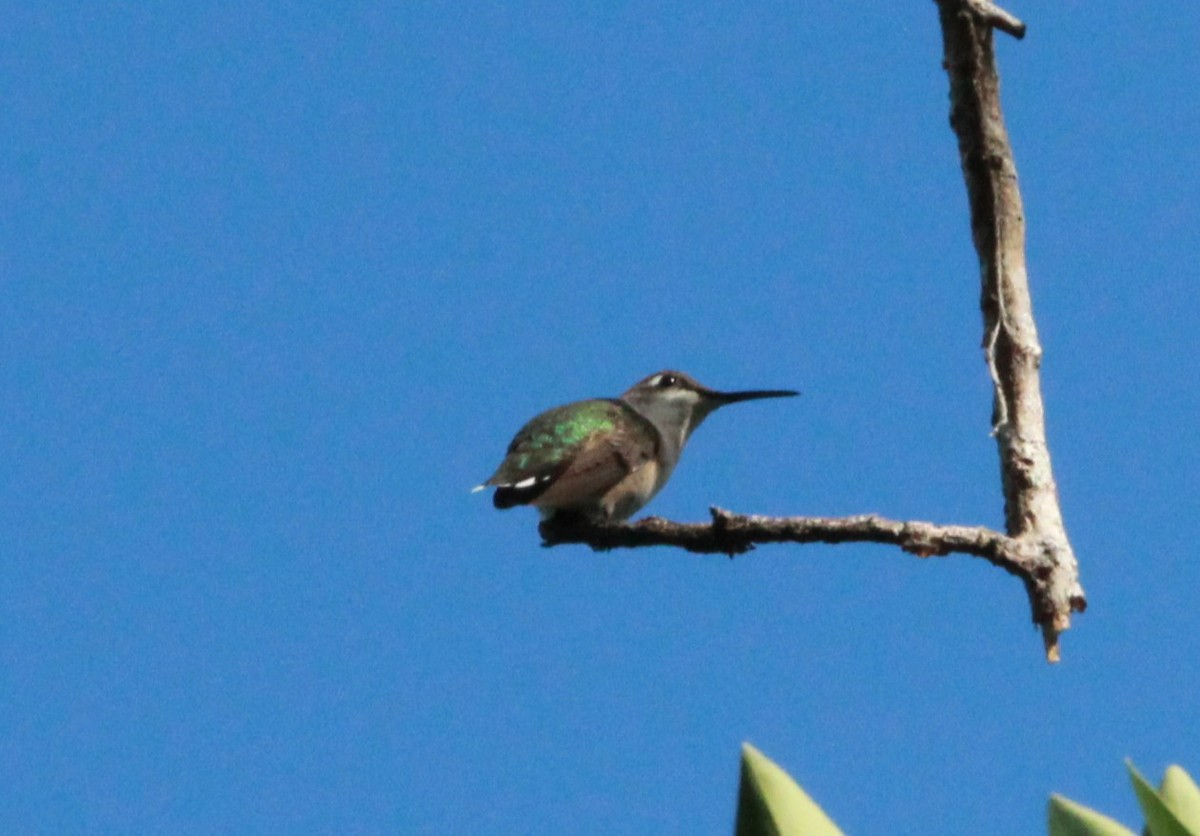 Colibrí Gorjirrubí - ML643595625