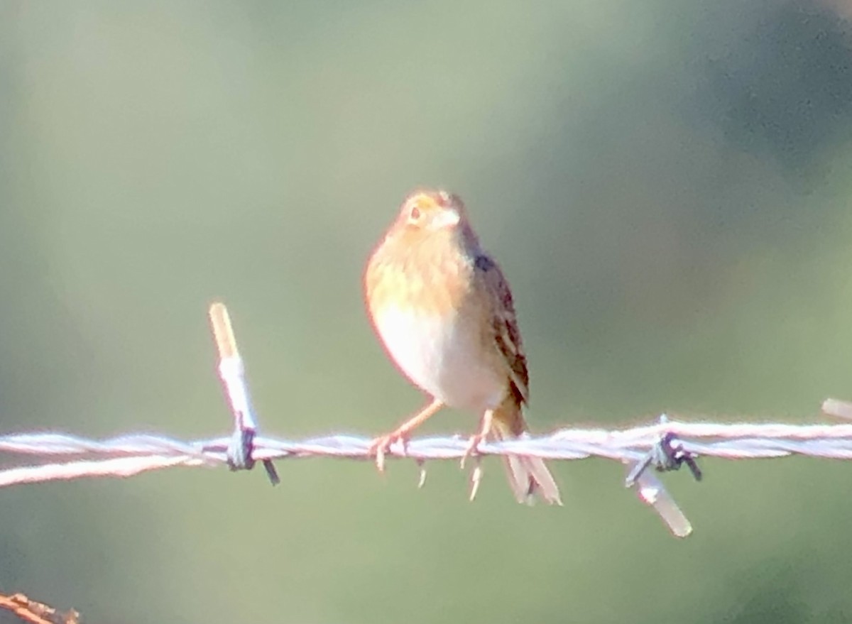Grasshopper Sparrow - ML643595659