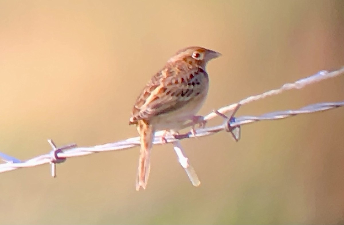 Grasshopper Sparrow - ML643595660