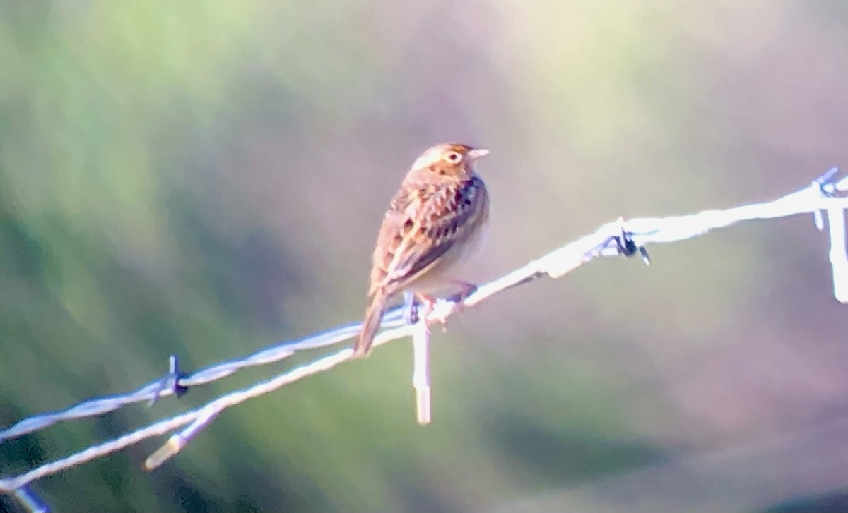 Grasshopper Sparrow - ML643595661