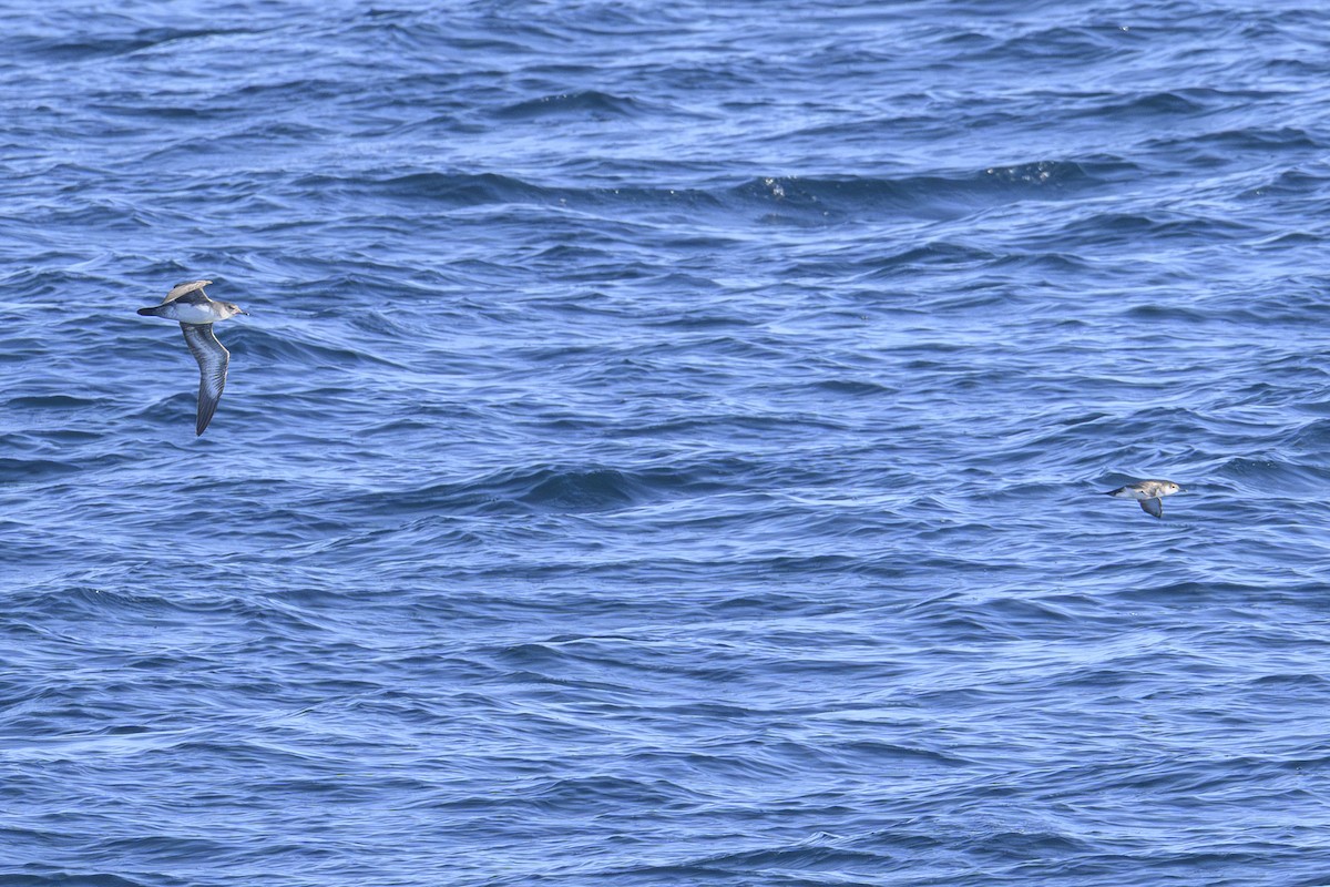 shearwater sp. - ML643595690