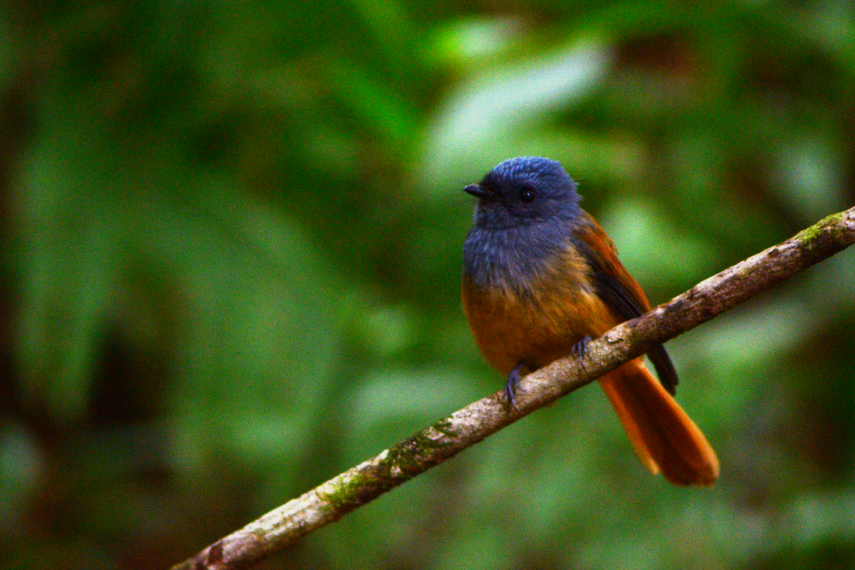Blue-headed Fantail - ML643595693