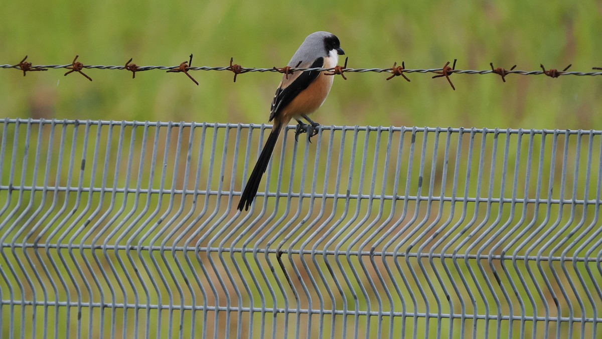 Long-tailed Shrike - ML643595720