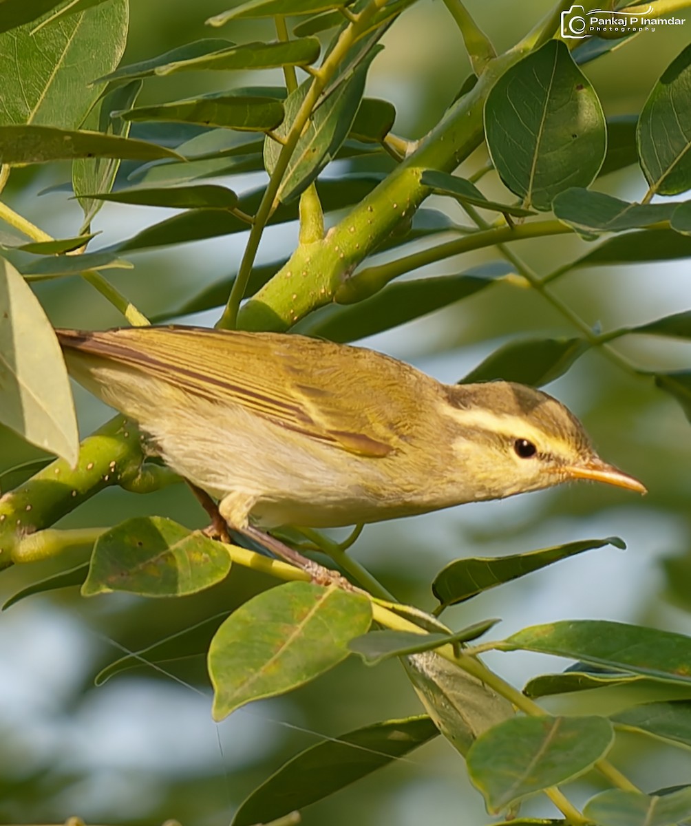 Western Crowned Warbler - ML643595735