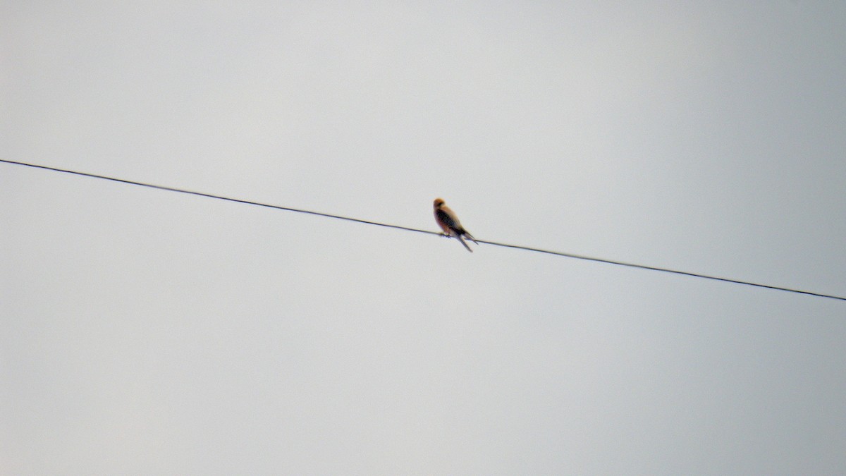 Red-footed Falcon - ML643595736