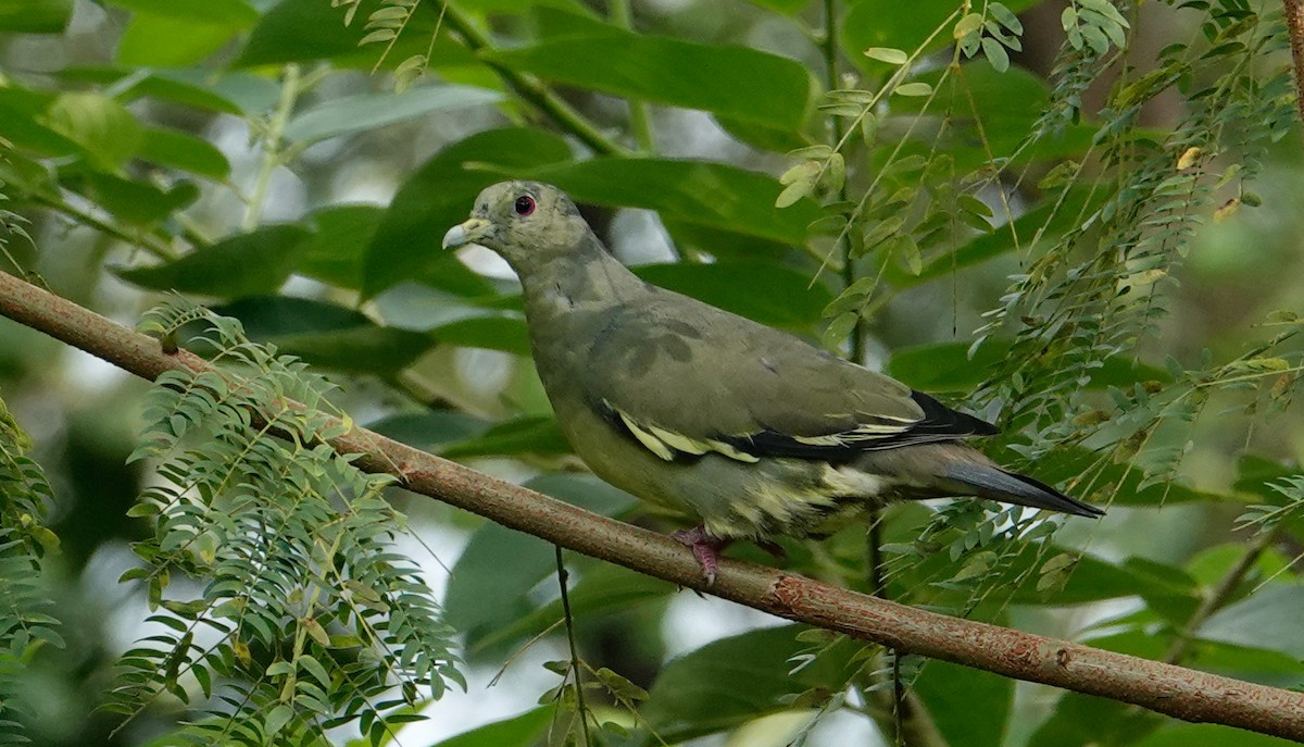 Pink-necked Green-Pigeon - ML643595738
