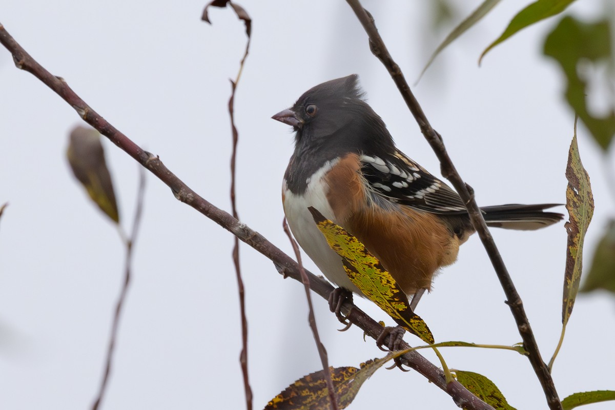 ホシワキアカトウヒチョウ - ML643595745