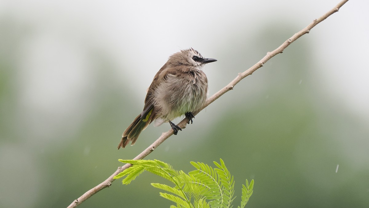 Yellow-vented Bulbul - ML643595746