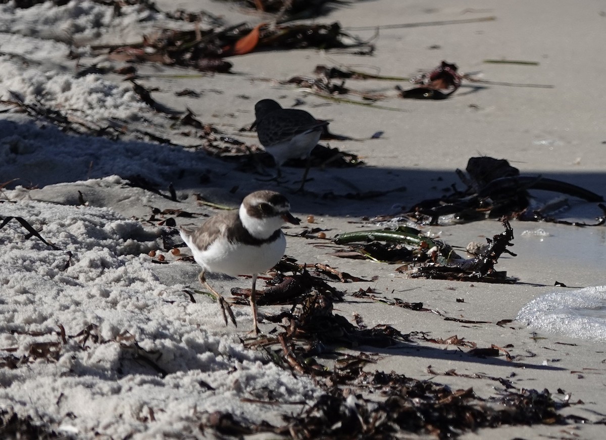 Semipalmated Plover - ML643595749