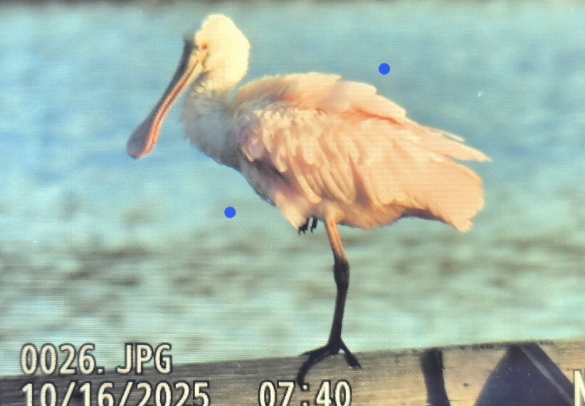 Roseate Spoonbill - ML643595757