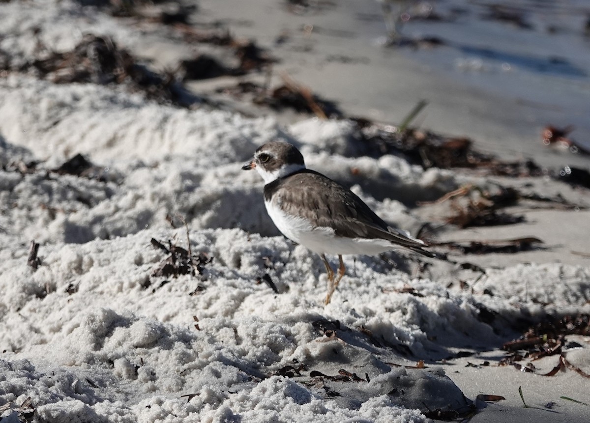 Semipalmated Plover - ML643595764