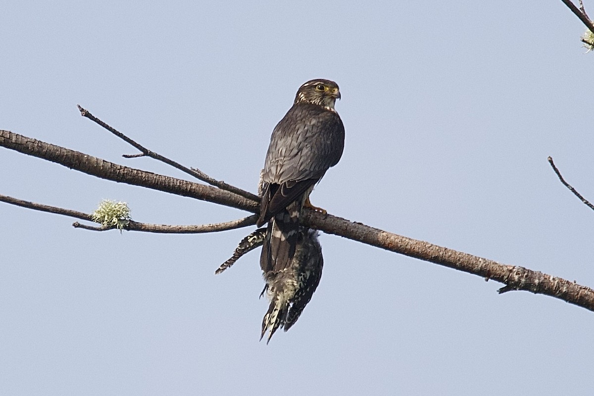 Merlin - ML643595765