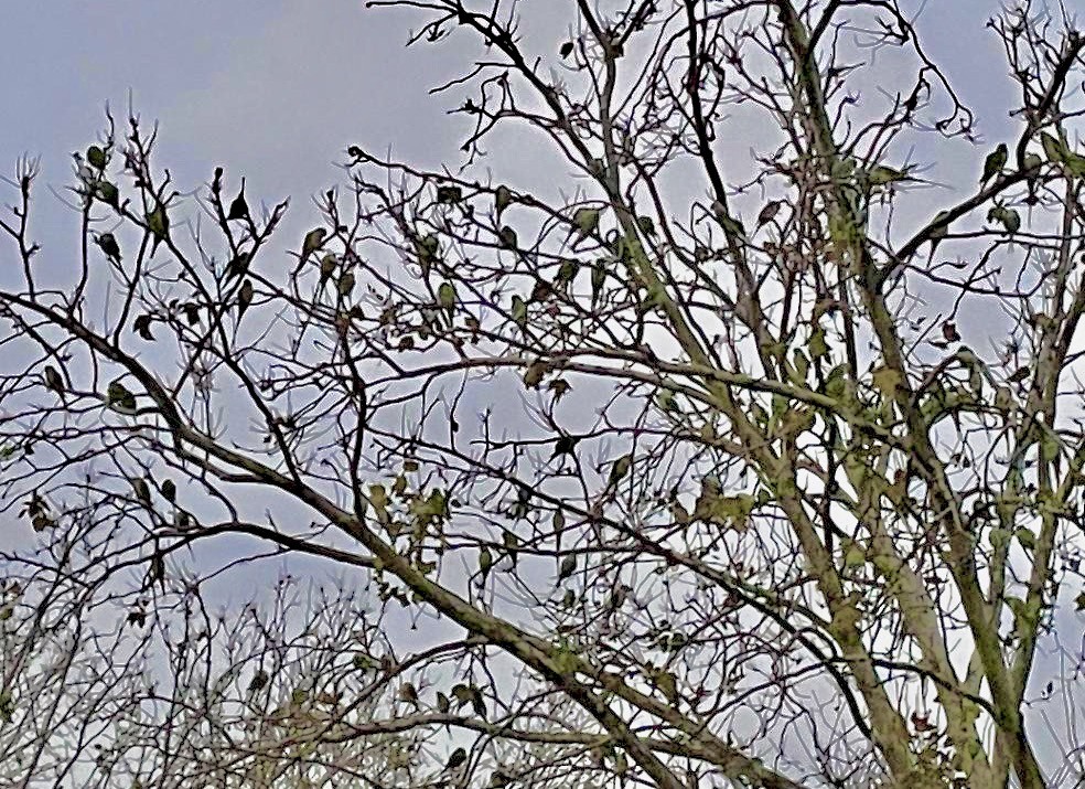 Rose-ringed Parakeet - ML643595800