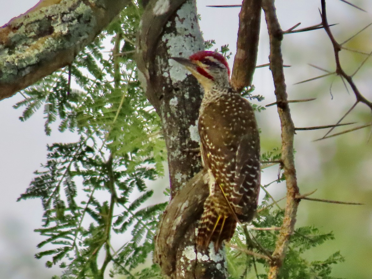 Nubian Woodpecker - ML643595801