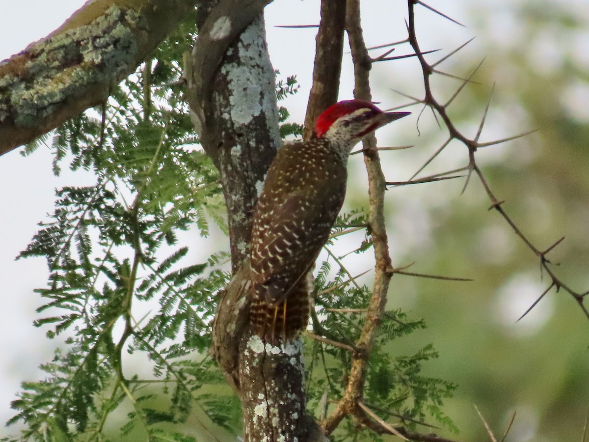 Nubian Woodpecker - ML643595802