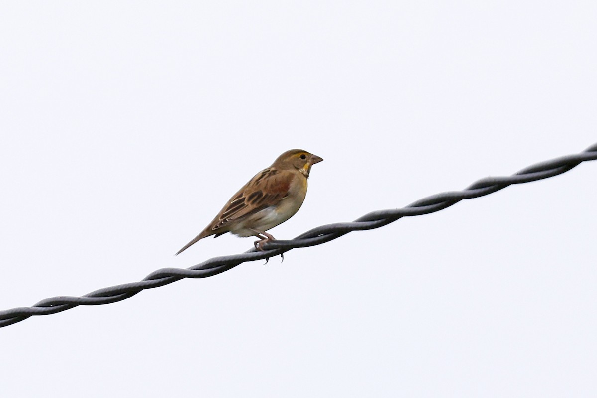 Dickcissel - ML643595814