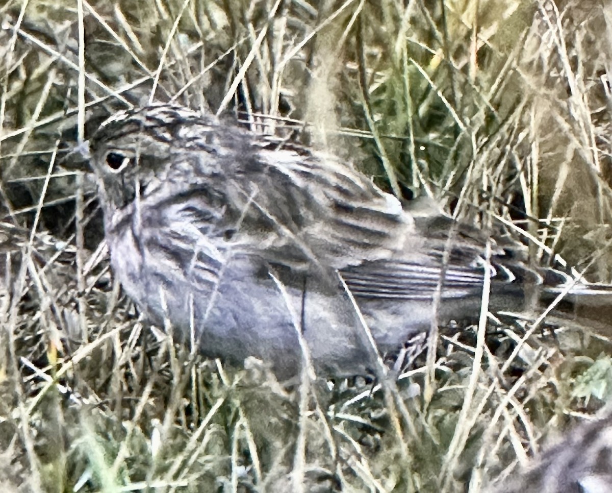 Chestnut-collared Longspur - ML643595817