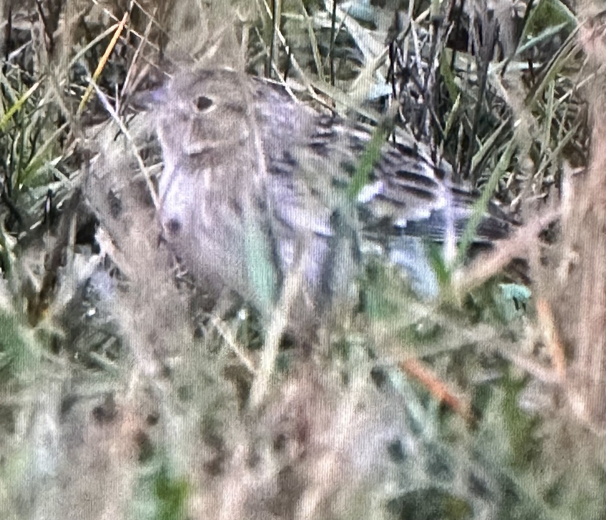 Chestnut-collared Longspur - ML643595818