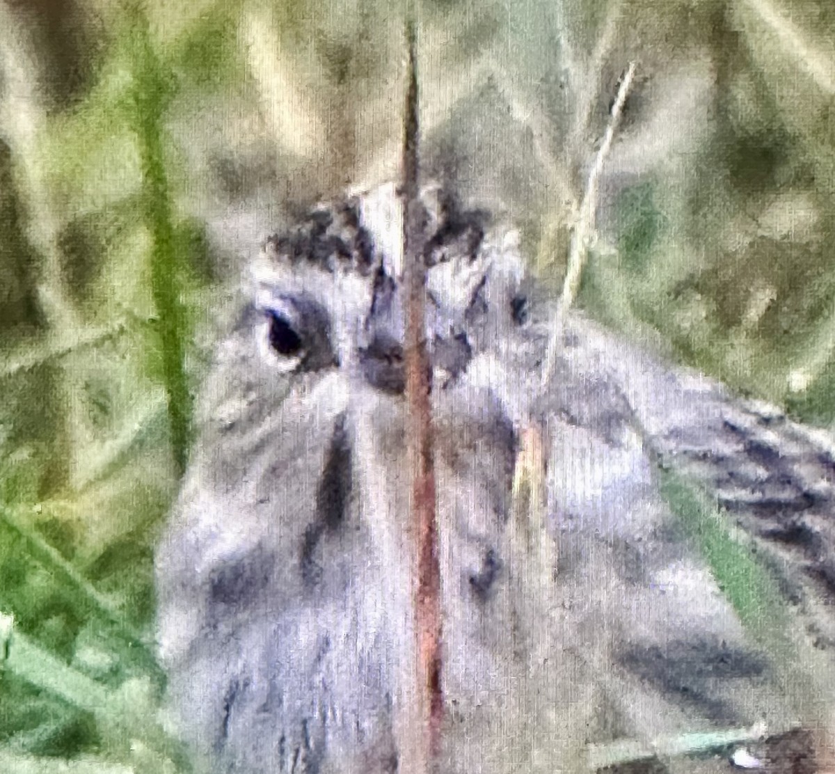 Chestnut-collared Longspur - ML643595819