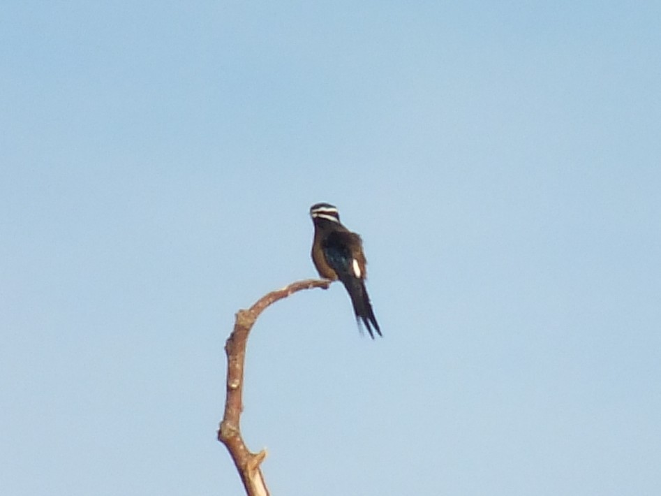Whiskered Treeswift - ML643595821