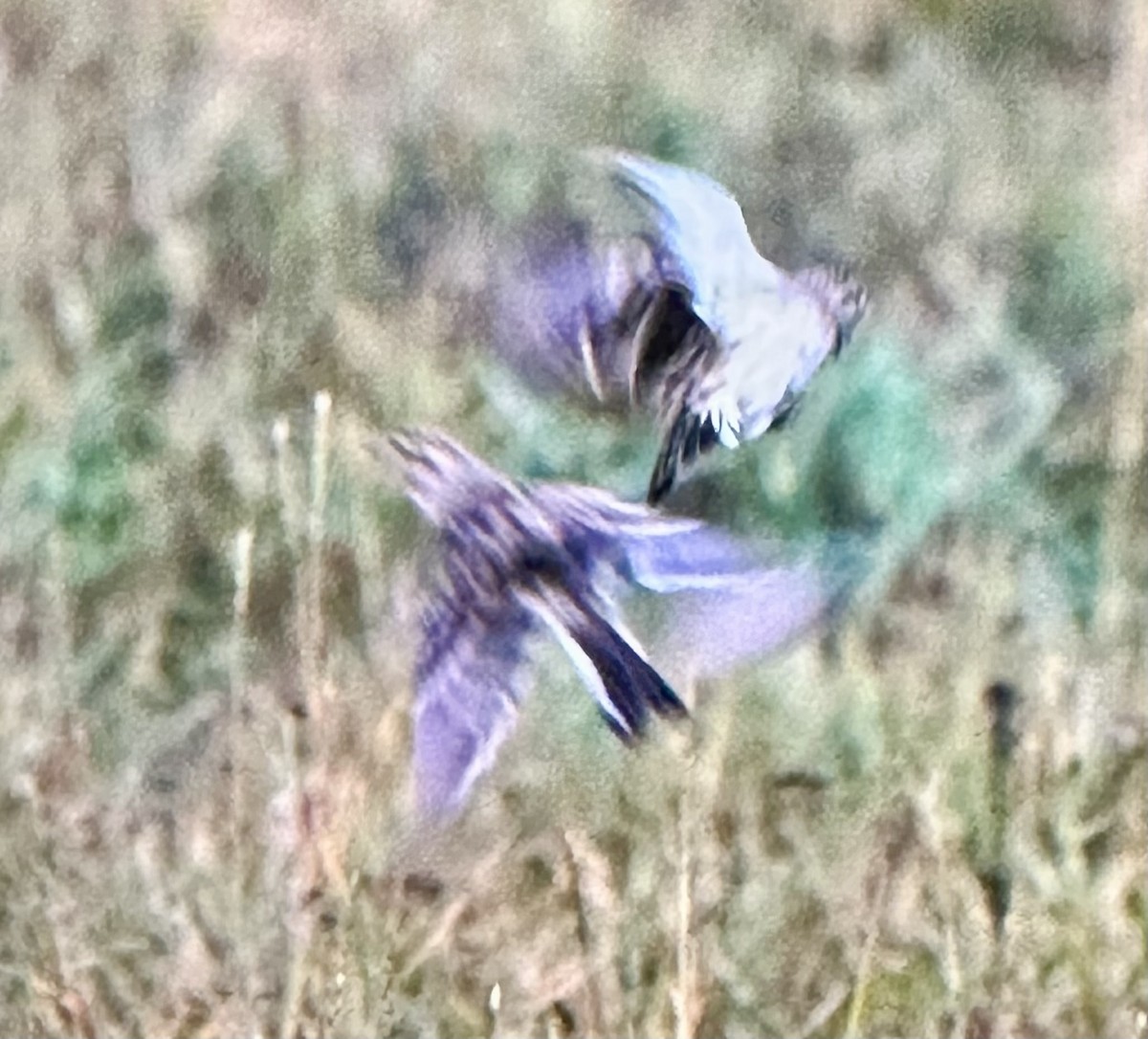 Chestnut-collared Longspur - ML643595824