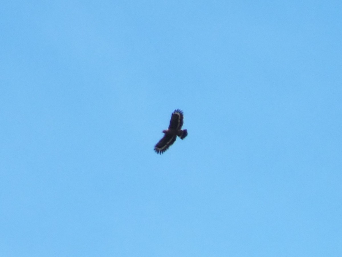 Philippine Serpent-Eagle - ML643595830