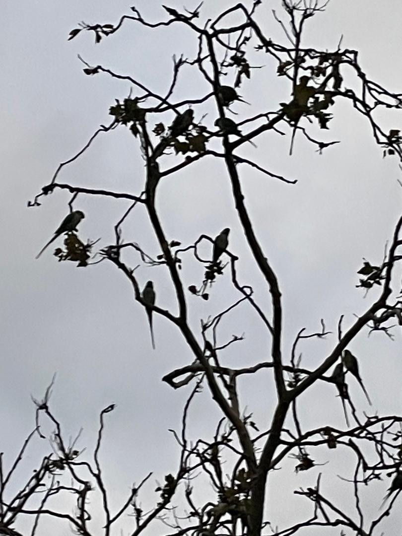 Rose-ringed Parakeet - ML643595834