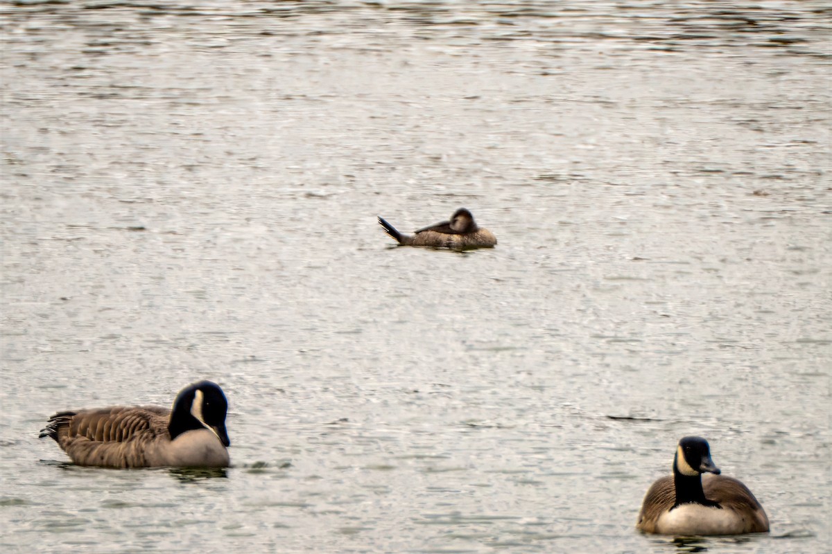 Ruddy Duck - ML643595842