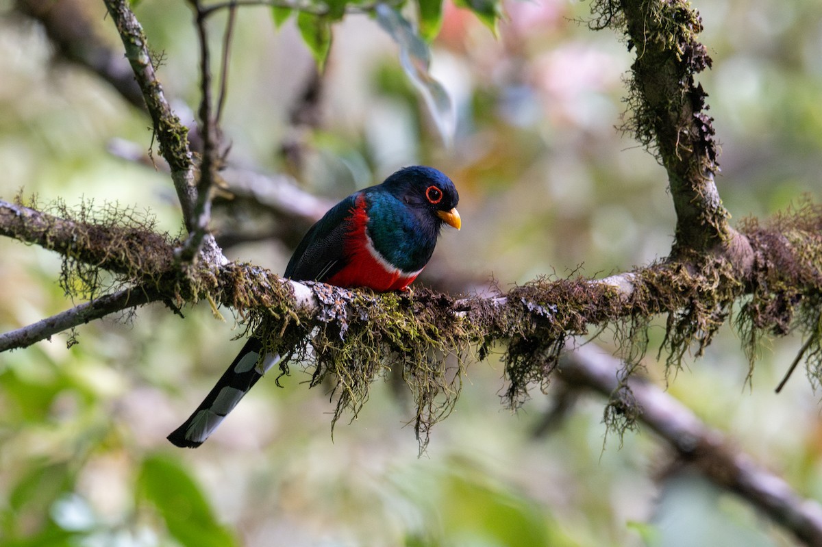 trogon škraboškový - ML643595843