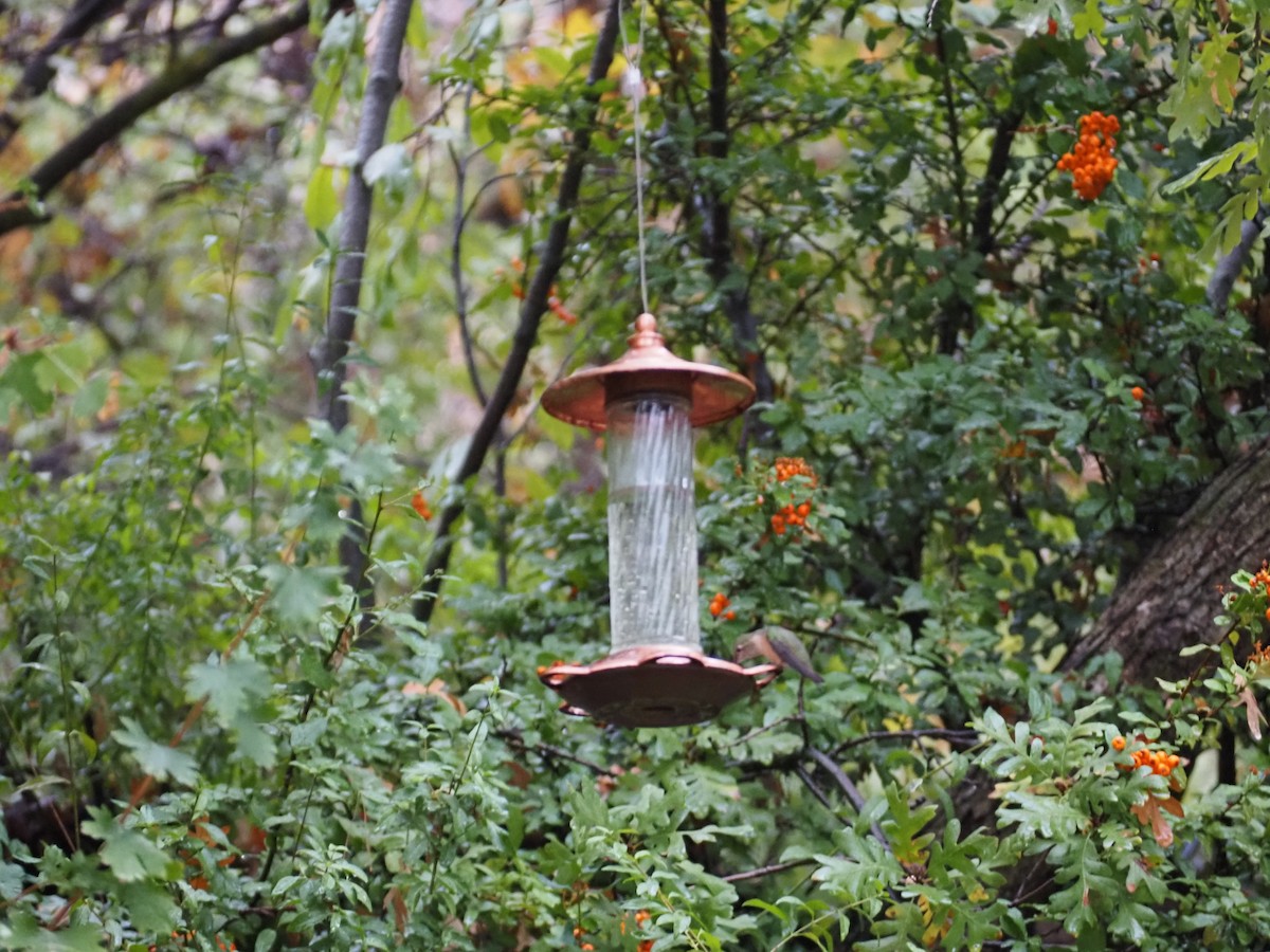 Broad-tailed Hummingbird - ML643595844