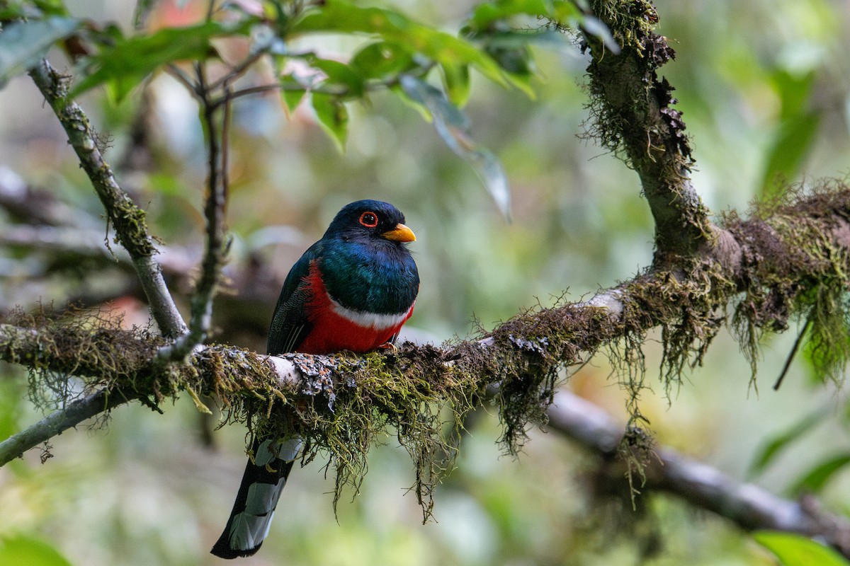 trogon škraboškový - ML643595845