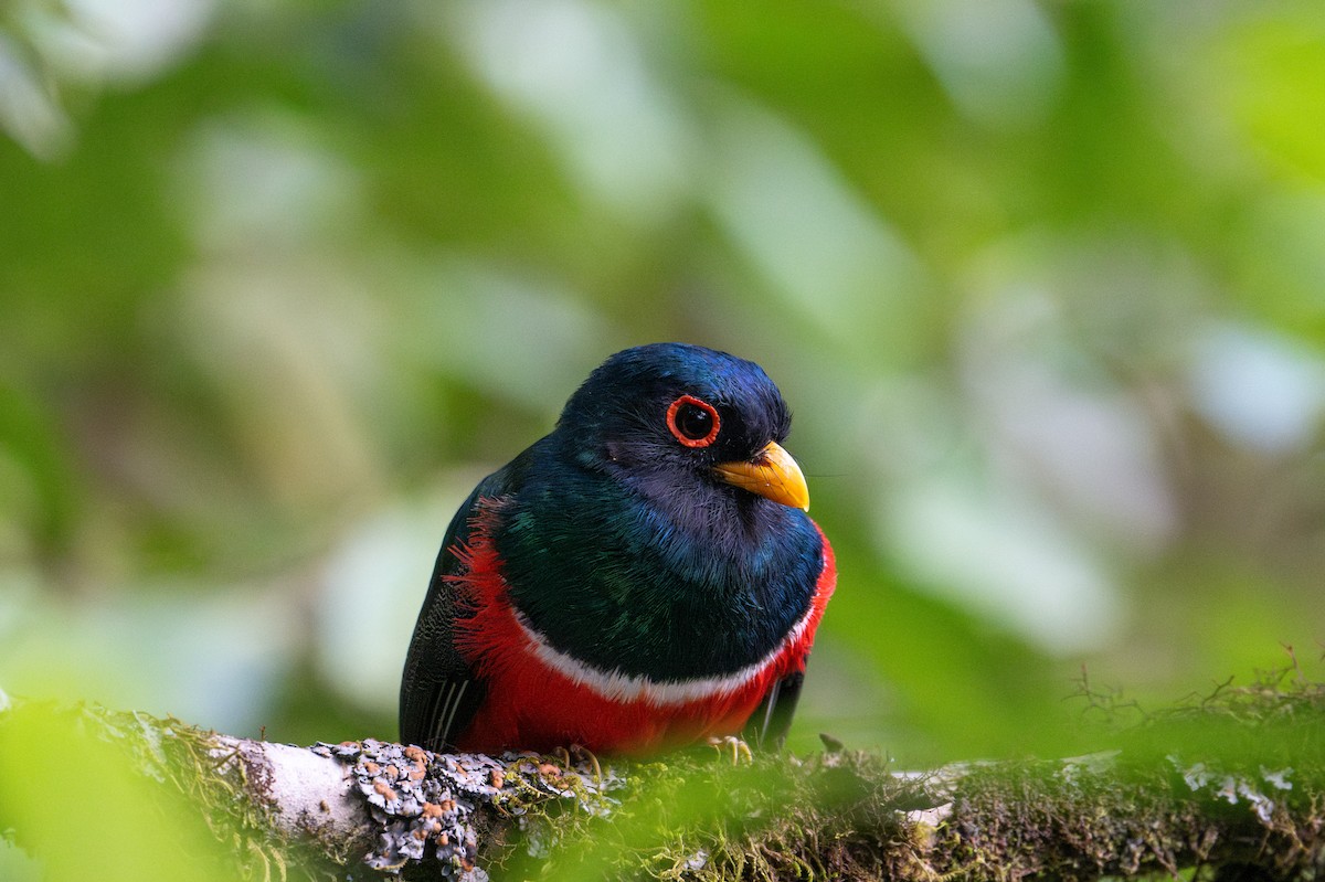 trogon škraboškový - ML643595849