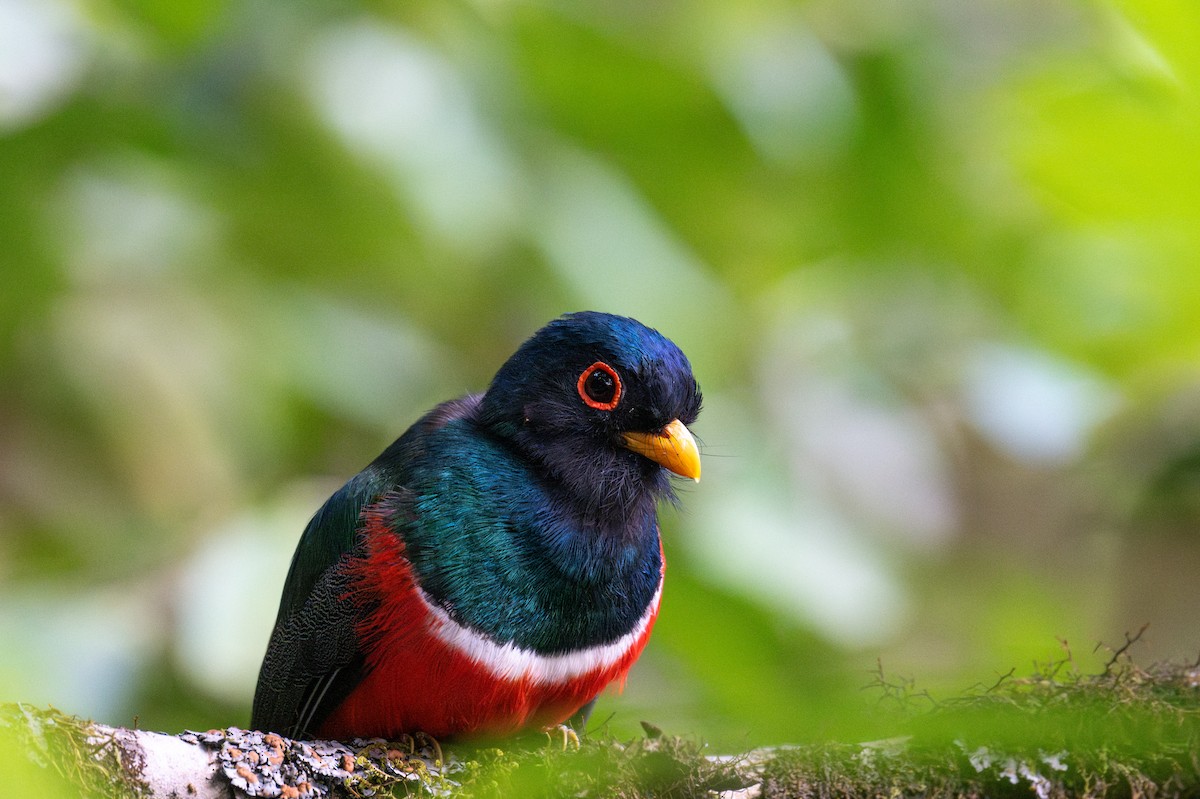 trogon škraboškový - ML643595852