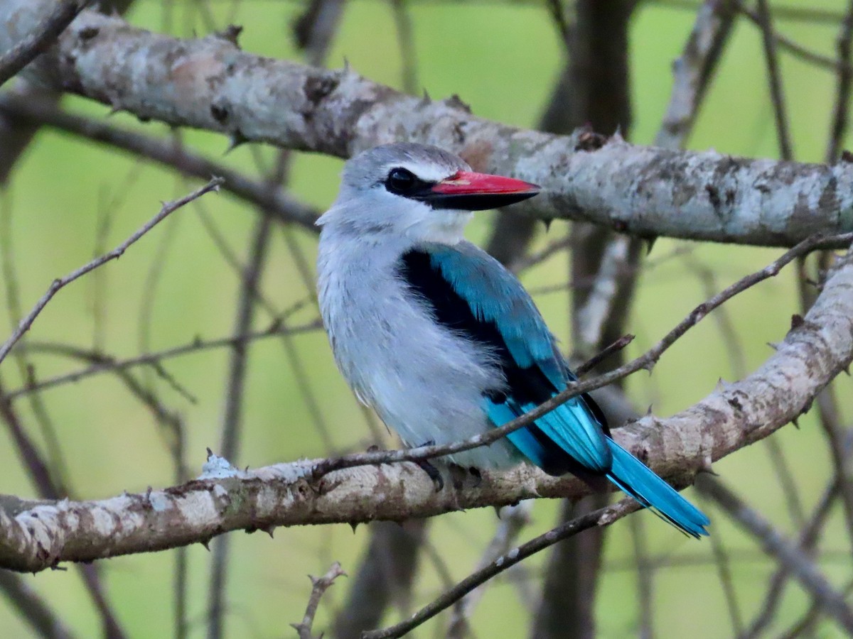 Woodland Kingfisher - ML643595856