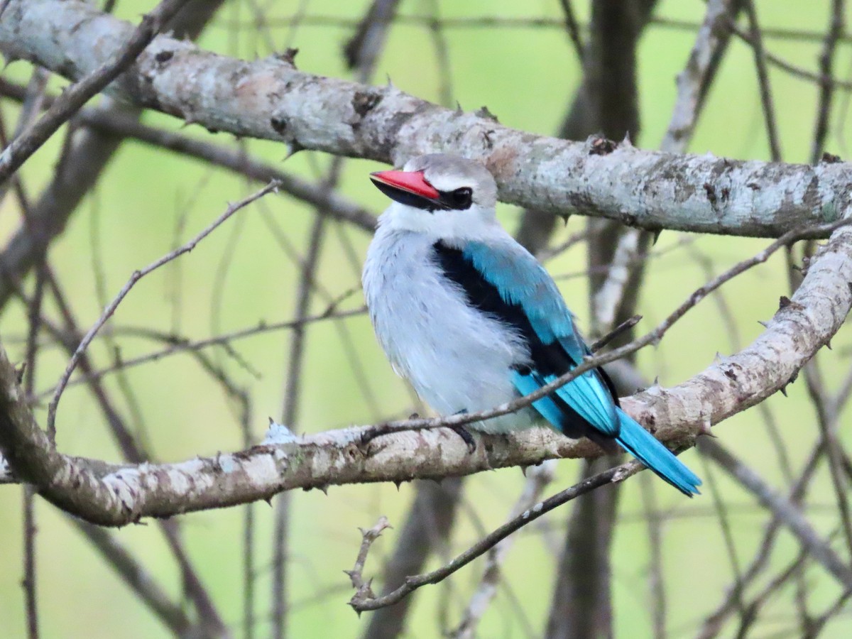 Woodland Kingfisher - ML643595857