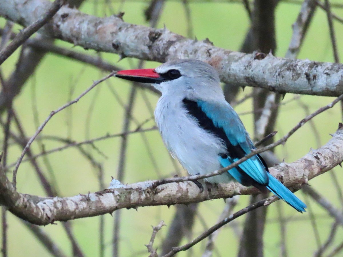 Woodland Kingfisher - ML643595859